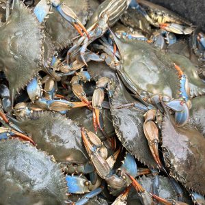 Blue Crabs